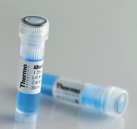 TMEM214 Antibody (N-term)