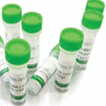 Bi-Phospho-GSK3B(S21/29) Antibody
