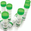 Anti-Human TRA-1-60 (Podocalyxin) PE